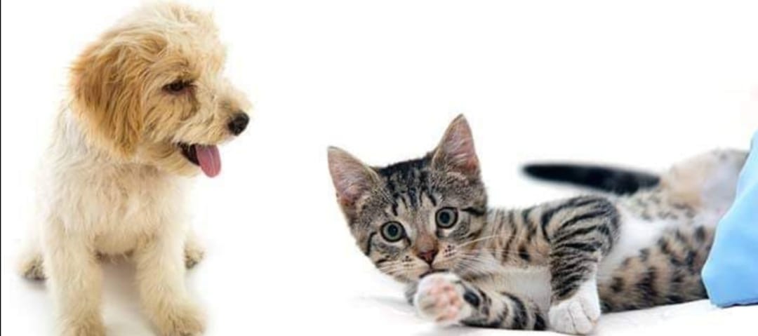 Se llevará a cabo la campaña de vacunación antirrábica Canina y Felina en TGZ.