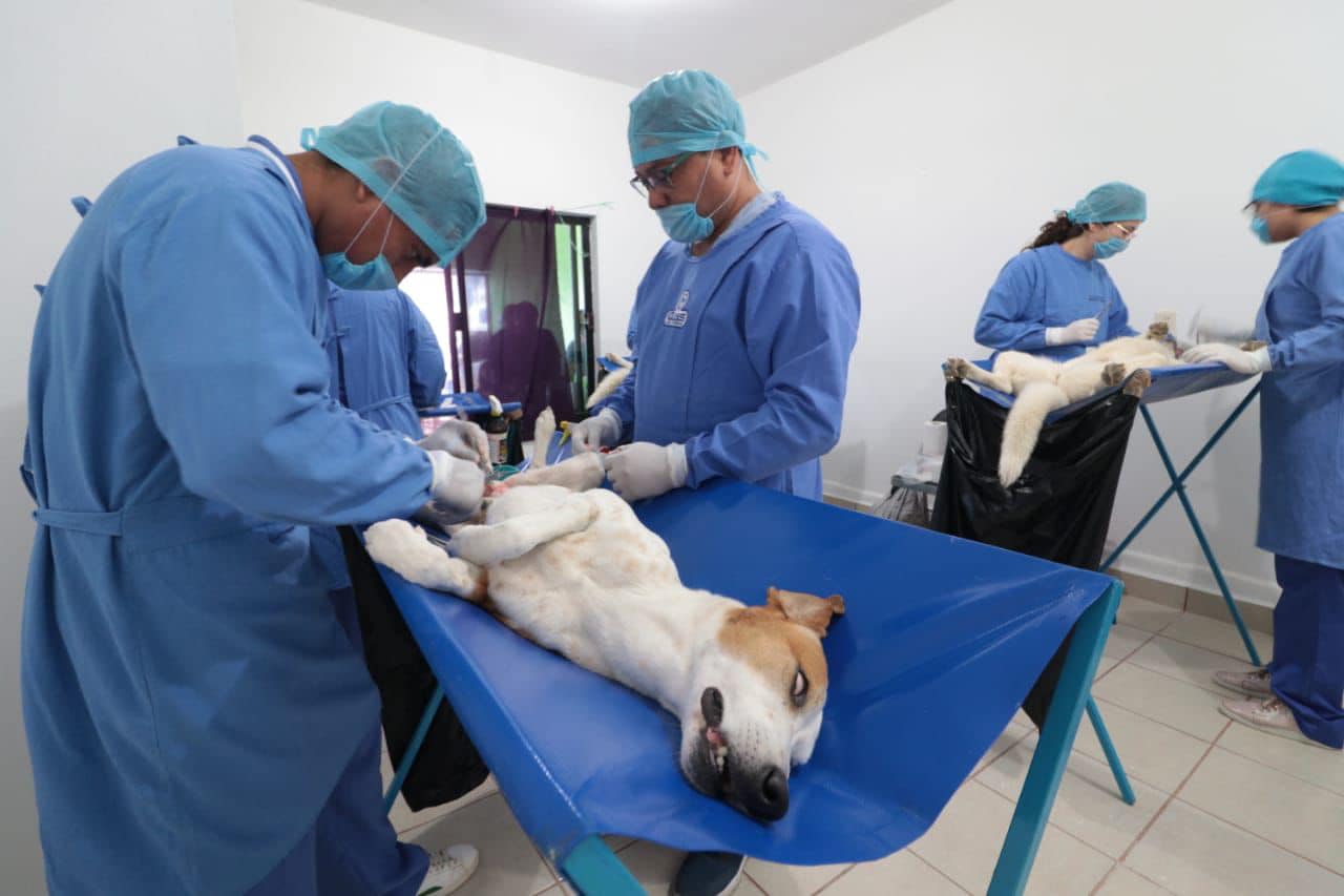 Inicia Ayuntamiento de Tuxtla mega campaña de esterilización para perros y gatos