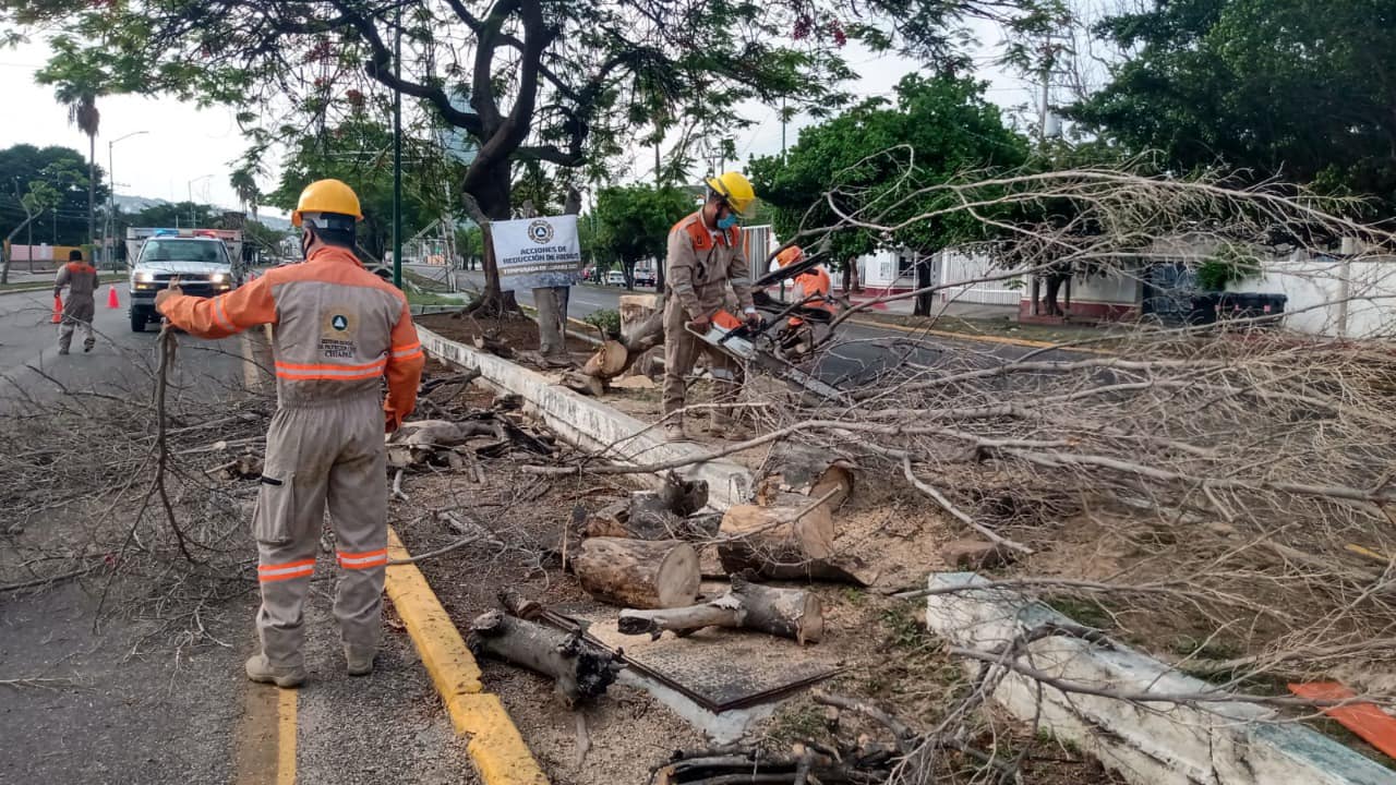 Ayuntamiento de Tuxtla ha realizado 231 derribo de árboles de forma responsable
