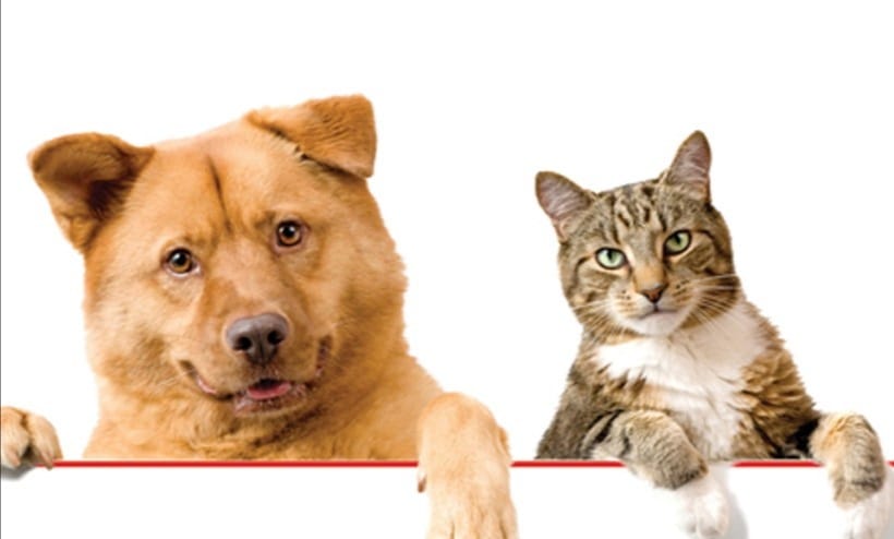 Campaña de vacunación felina y canina en Terán TGZ