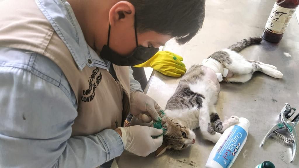 En Tuxtla Gutiérrez, Ayuntamiento trabaja para evitar enfermedades zoonóticas y prevención de perros y gatos callejeros