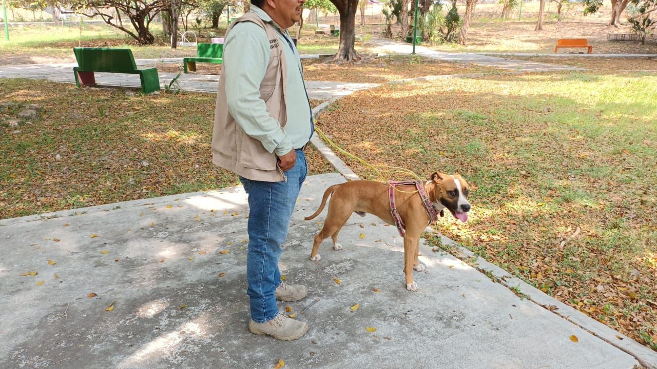 Ayuntamiento de Tuxtla aclara situación del perro de video viral