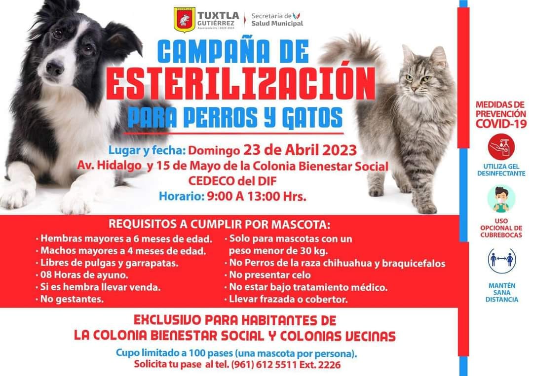 Campaña Gratuita de Esterilización para Perros y Gatos en TGZ.