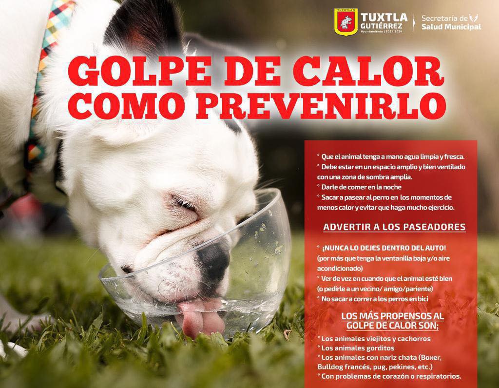 Evita el golpe de calor a los perritos. Ayuntamiento de TGZ