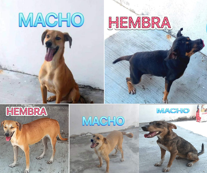 Adopción responsable a caninos a través de la Secretaría de Salud Pública Municipal Tuxtla Gutiérrez