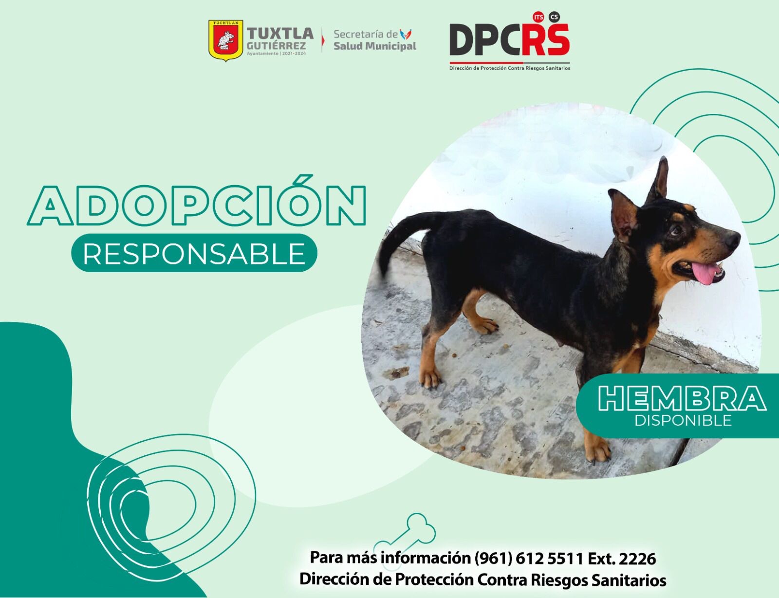 Promueve Ayuntamiento de Tuxtla Gutiérrez adopción responsable de mascotas