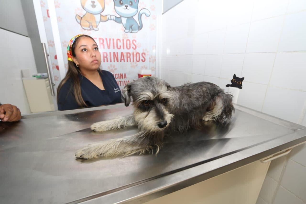 Tuxtla Gutiérrez a la Vanguardia: Centro Veterinario para Animales de Compañía