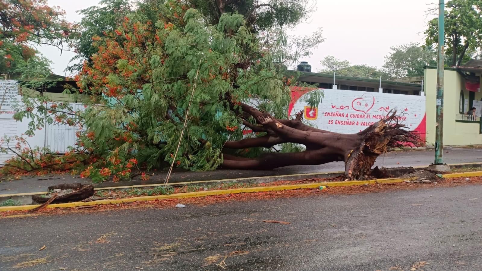 Se registra saldo blanco a pesar de la caída de múltiples árboles derivado de la fuerte lluvia en Tuxtla Gutiérrez 